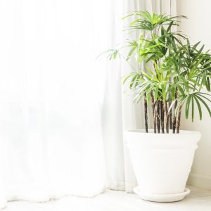 Artificial Plant Decor